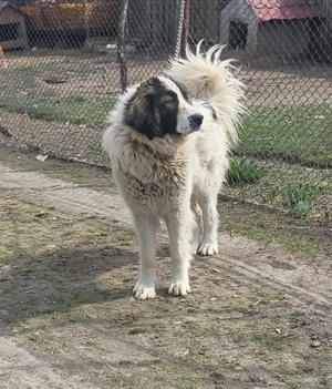 femelă ciobănesc de Bucovina 