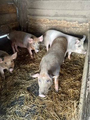 vand grăsuni  - imagine 3