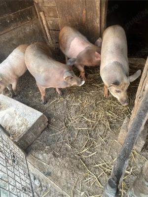 vand grăsuni  - imagine 4