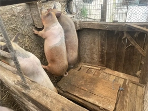 vand grăsuni  - imagine 5