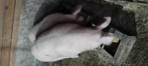 Porci de vânzare  - imagine 3