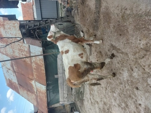 De vanzare vitia baltata - imagine 2