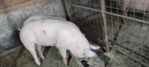 Porci de vânzare  - imagine 2