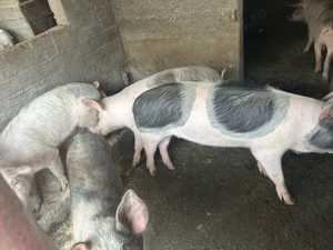 Vand 3 scrofite 60-70kg - imagine 2