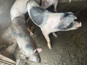 Vand 3 scrofite 60-70kg - imagine 3