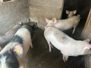 Vand 3 scrofite 60-70kg