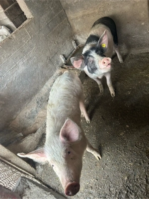 Vand 3 scrofite 60-70kg - imagine 5