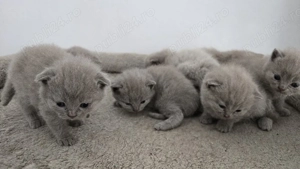 Pisici bristish shorthaire și scotish fold 