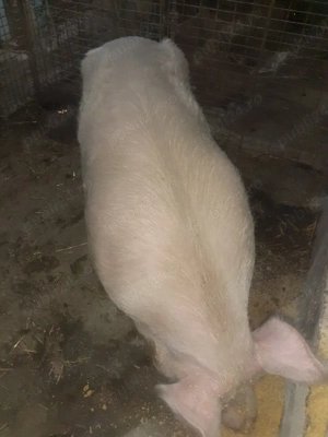 Vand scroafa tânăra  - imagine 2