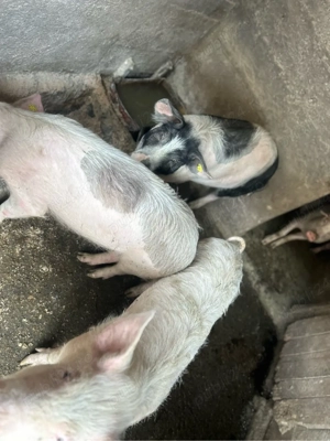 Vand 3 scrofite 60-70kg - imagine 4