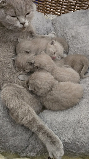 Pisici bristish shorthaire și scotish fold 