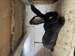 Vând mascul Urias german negru - imagine 4