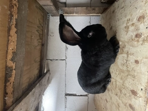 Vând mascul Urias german negru - imagine 2