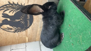 Vând mascul Urias german negru