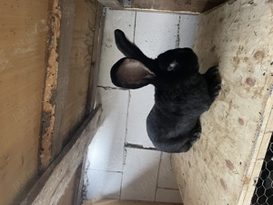 Vând mascul Urias german negru - imagine 3