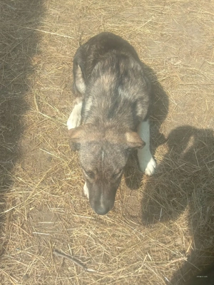 cățeluși de vânzare  - imagine 3