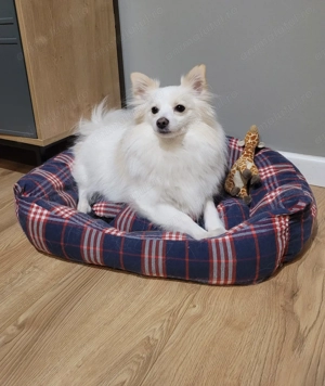 Spitz Pomeranian  - imagine 2