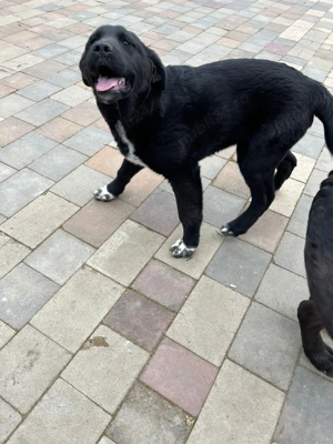 vând câini pui asia centrală - imagine 2