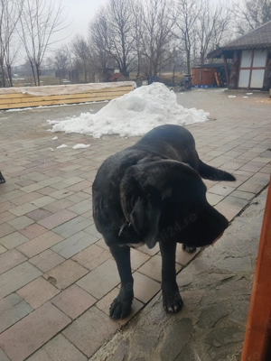 vând câini pui asia centrală - imagine 3