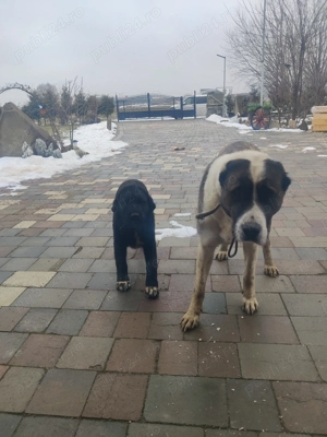 vând câini pui asia centrală - imagine 4