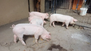 purcei landras landrace  - imagine 3