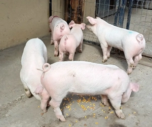 purcei landras landrace  - imagine 5