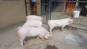 purcei landras landrace 