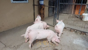 purcei landras landrace  - imagine 2