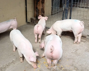 purcei landras landrace  - imagine 4