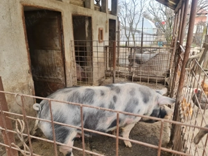 Porci de vânzare, 110 -240 kg - imagine 2