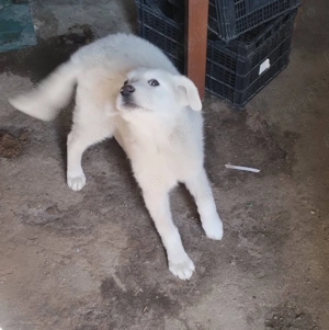 Vand cațele ciobanesc de asia centrala - imagine 2