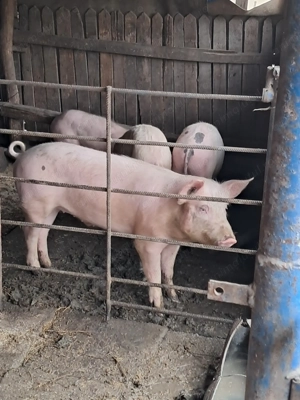 Vând grăsuni ( 2 masculi castrați și 2 femele) - imagine 2