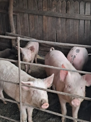 Vând grăsuni ( 2 masculi castrați și 2 femele) - imagine 3