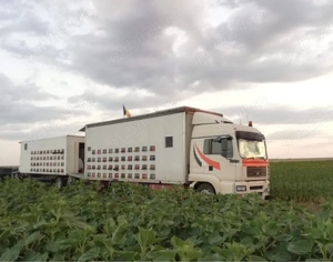 Camion apicola MAN 18 tone - imagine 2