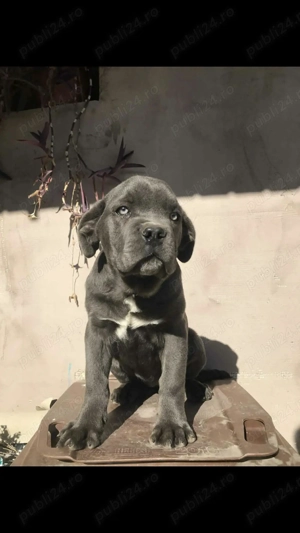 mascul cane corso pui  - imagine 2