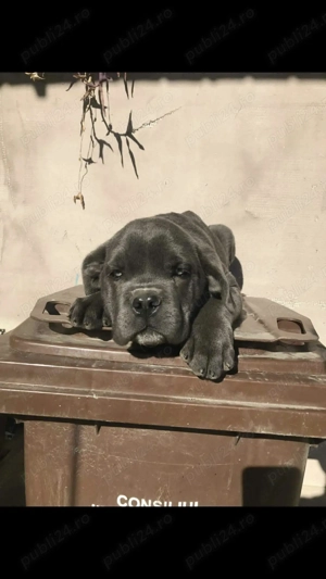 mascul cane corso pui  - imagine 4