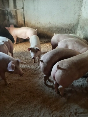 vând soldani 85. 95..110..130 kg - imagine 4