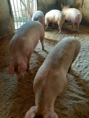 vând soldani 85. 95..110..130 kg