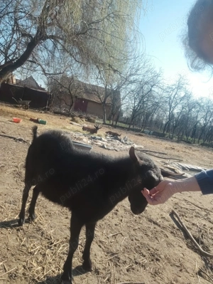 Tap Murciano Granadina - imagine 5