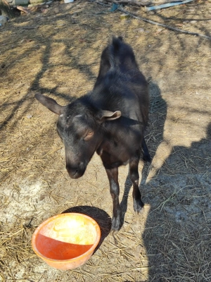 Tap Murciano Granadina - imagine 2