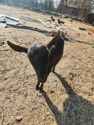 Tap Murciano Granadina - imagine 4