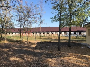 Ferma complet utilată – 30 ha teren comasat cu 11.500mp grajduri renovate Timiș – Comuna Biled - imagine 2