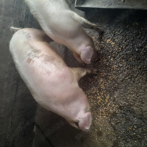 Porci de tara - imagine 3