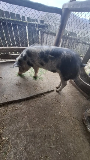 Porc de Vanzare  - imagine 2