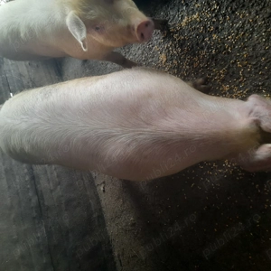 Porci de tara - imagine 2