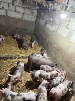 vand purcei pietrain - imagine 4