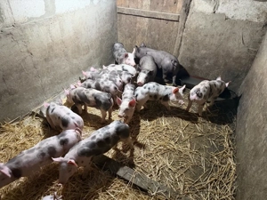 vand purcei pietrain - imagine 2