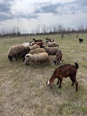 miei, oi si iezi de vanzare  - imagine 2