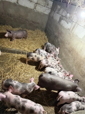 vand purcei pietrain - imagine 3