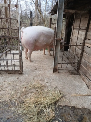 o scroafă  gestantă  - imagine 2